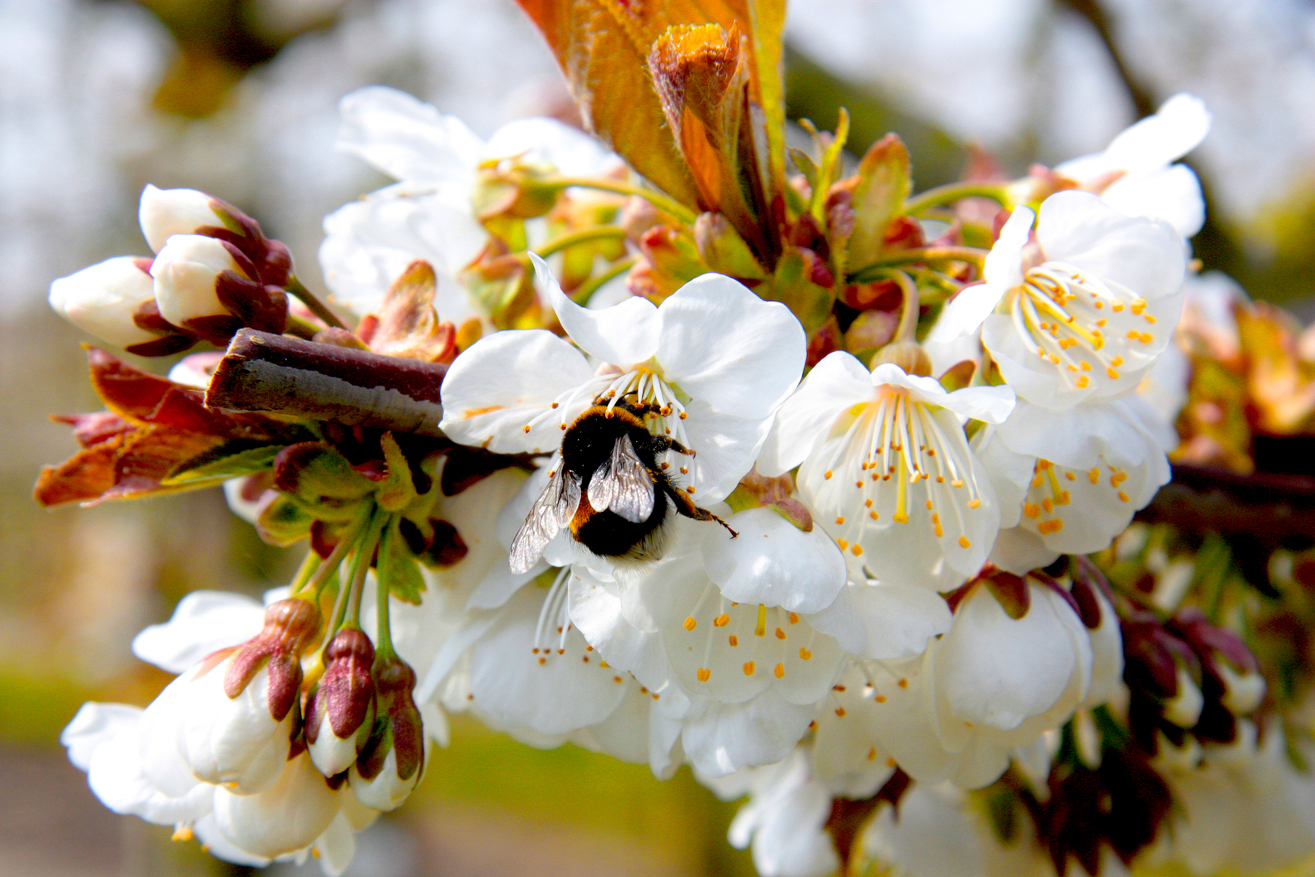 Cómo impulsar la floración en cerezo para aumentar la producción hasta un  22% | Agronews Castilla y León