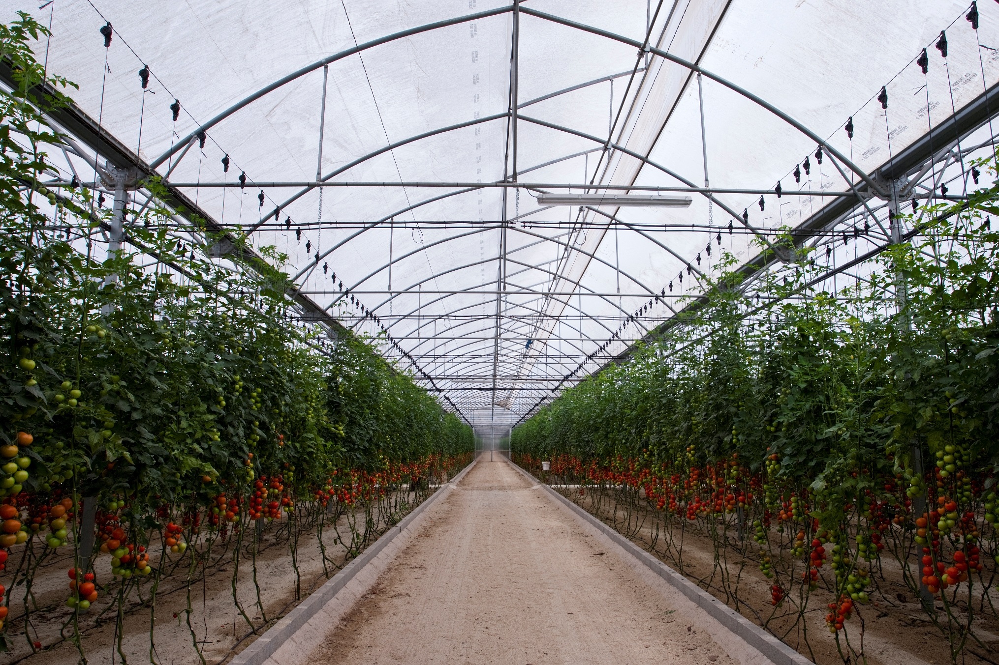 Lo que no se sabe de los cultivos de invernadero | Agronews Castilla y León