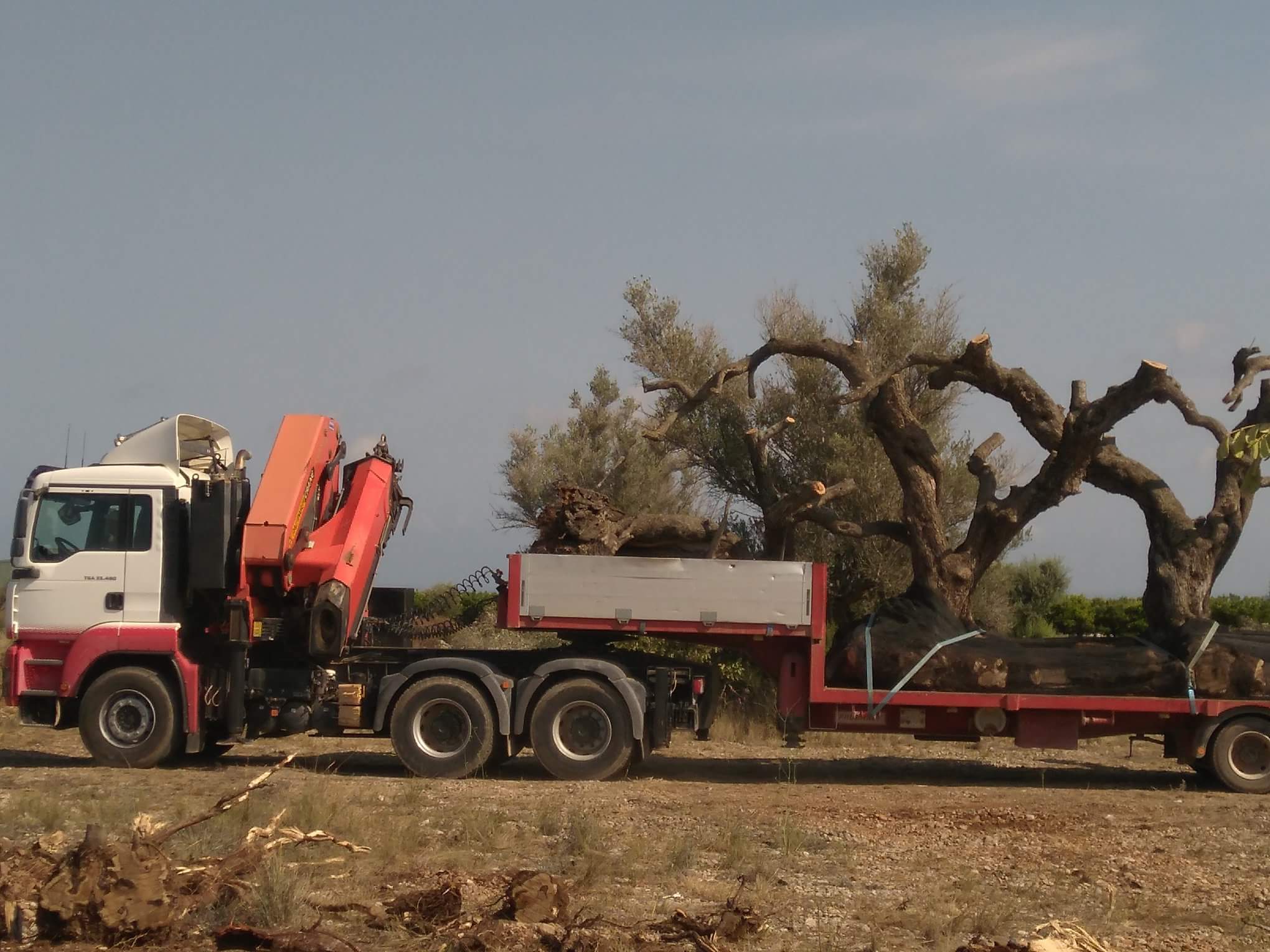 La Unio de Valencia denuncia un expolio de árboles centenarios de olivos en  Sant Jordi y pide al Seprona que investigue | Agronews Castilla y León