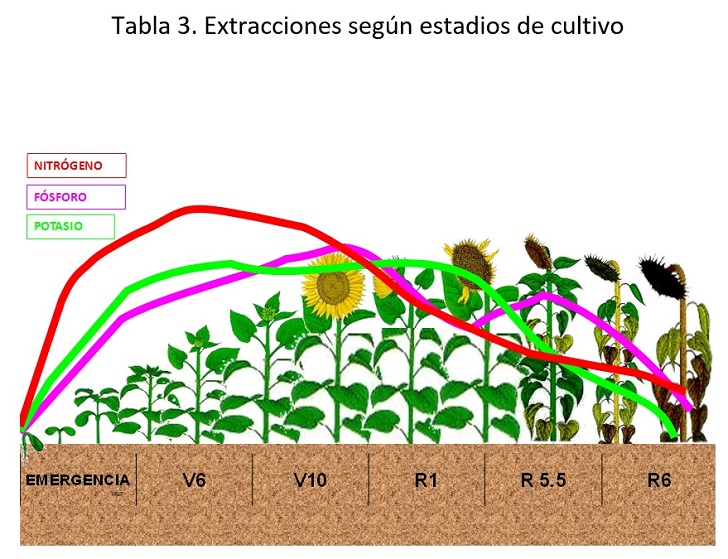 Consideraciones agronómicas para el cultivo del girasol” | Agronews  Castilla y León