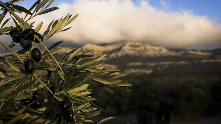 180303 olivar en montana