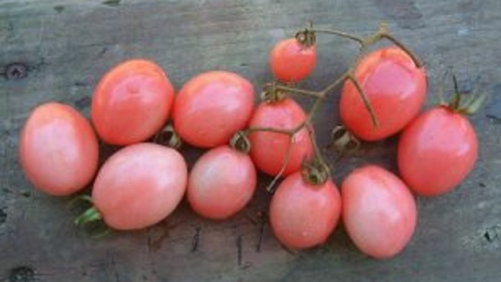 20180515 tomates rosados 305x220 1