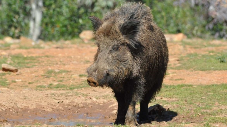 fauna silvestre
peste porcina africana