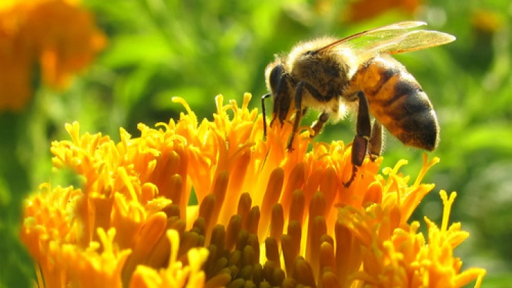 abeja y polen