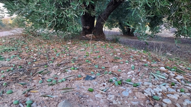 agroseguro pedrisco olivar jaen 1
