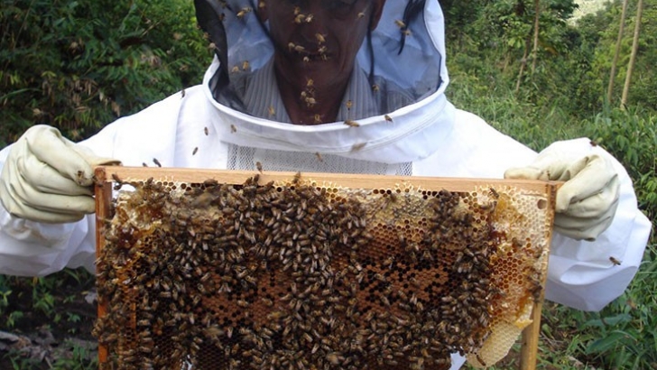 apicultor com abelhas2812 720x540 1