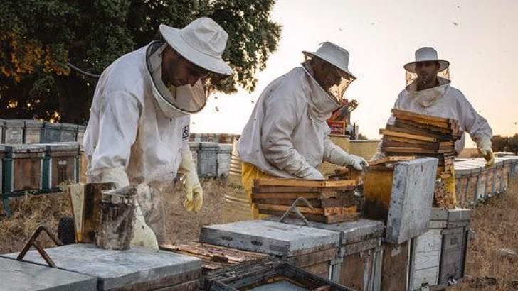 apicultura1