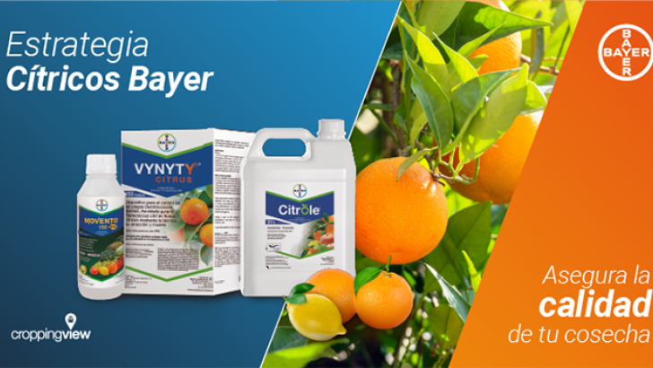 citricos bayer crop science