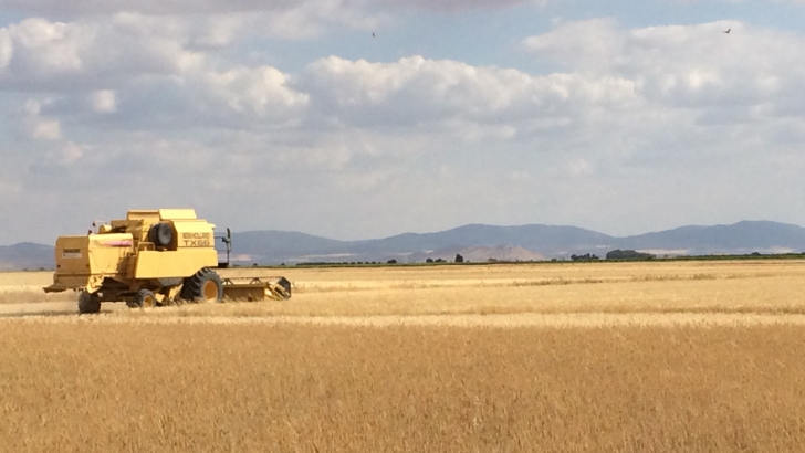 cosechadora recoge trigo 1