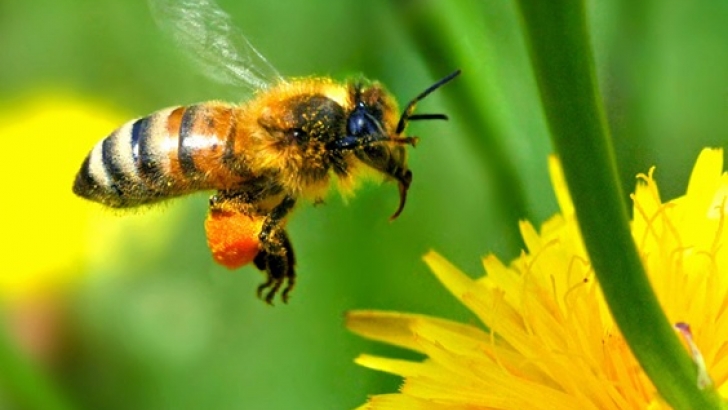 dia mundial abejas