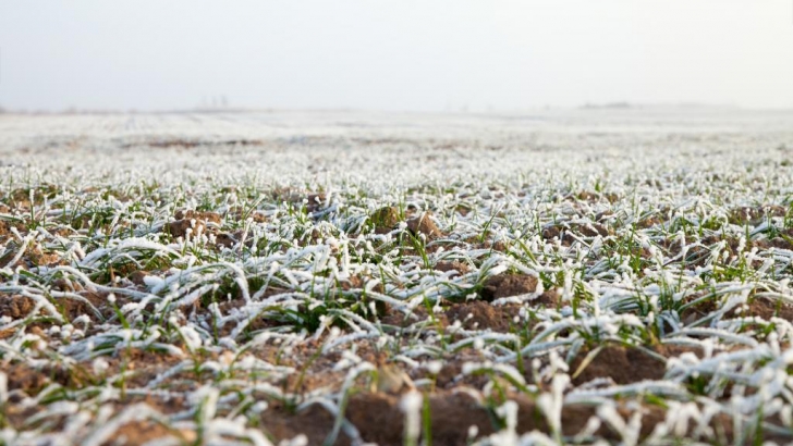 early winter in wheat field 2 c adobestock by janis smits 74189933