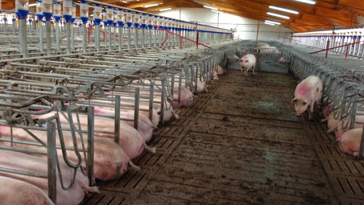Unió de Pagesos defiende que el sector debe mantener los niveles de calidad sanitaria del ganado porcino para asegurar los buenos rendimientos de las granjas catalanas - Agronews