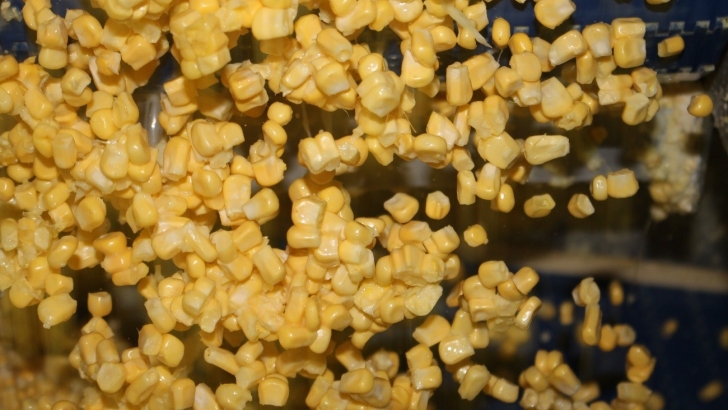 perdidas millonarias maíz