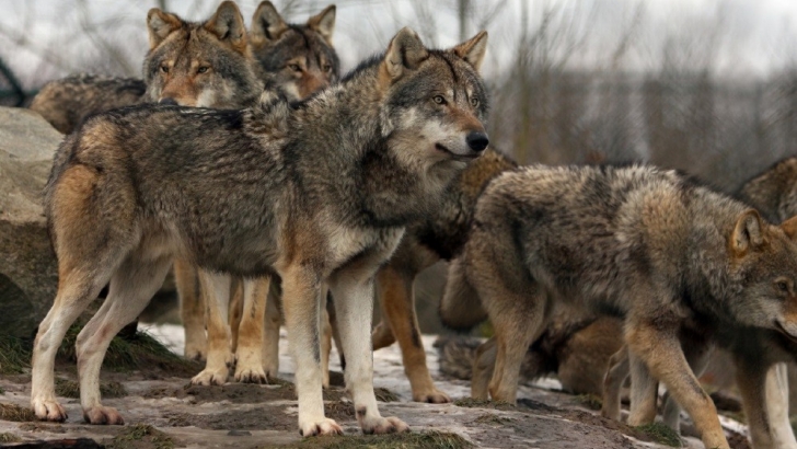 manada de lobos comportamiento ucavila