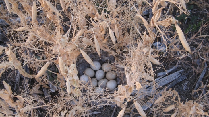 nido perdices en una parcela con agricultura de conservacion