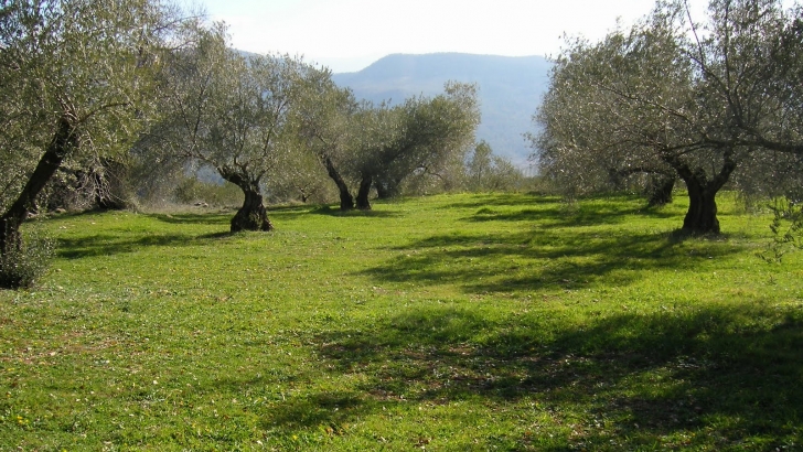 olivar ecologico 1
