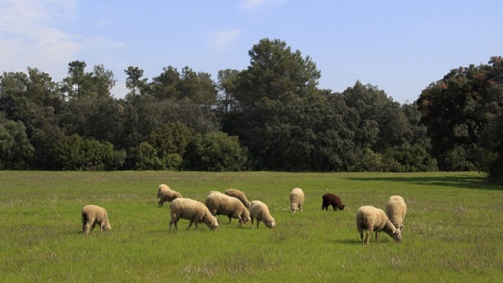 ovejitas pastando