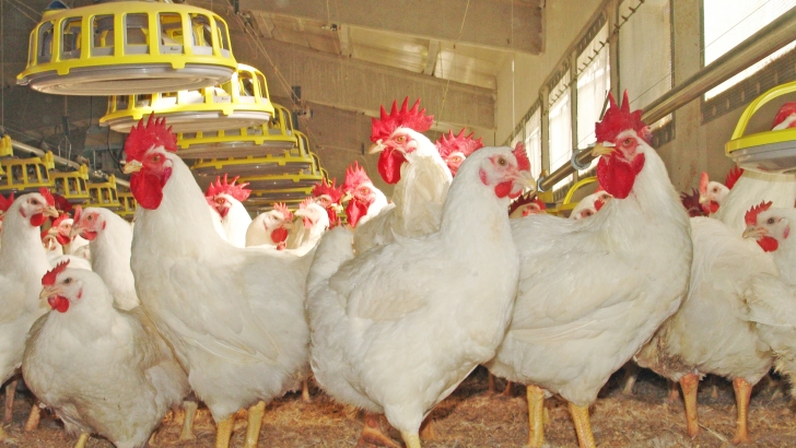 avicultura gripe aviar
