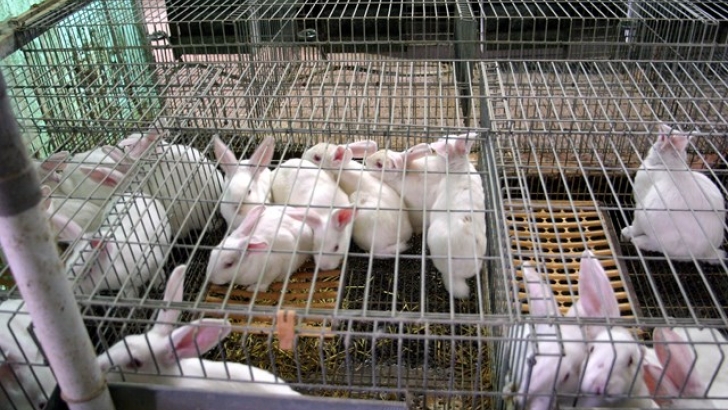 rabbit farm caft s770 copiar