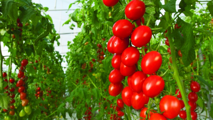 tomato farm min 1