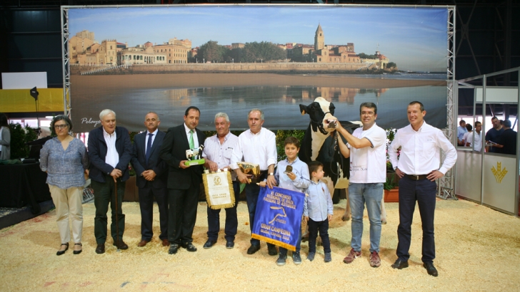 vaca gran campeona de asturias 1024