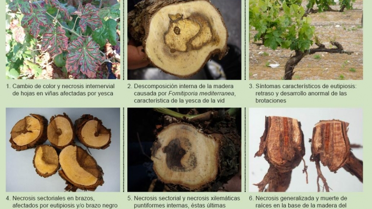 vid hongos de madera precauciones durante la poda