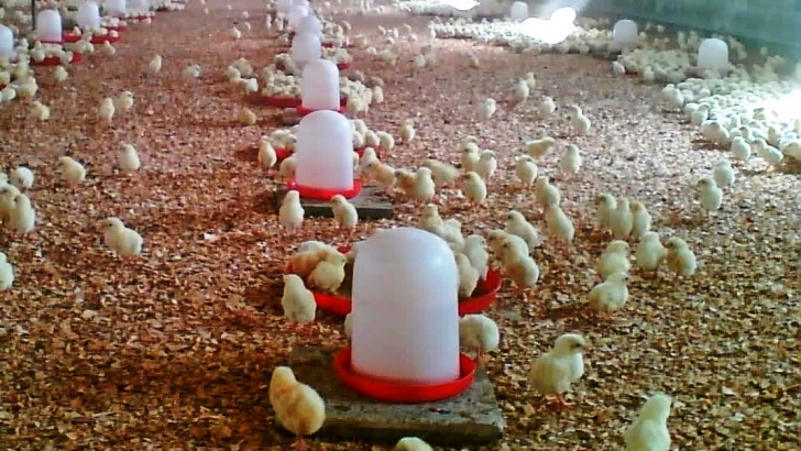 pollo, avicultura gripe aviar