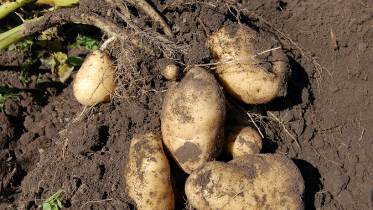 webmedio rural patatas 1