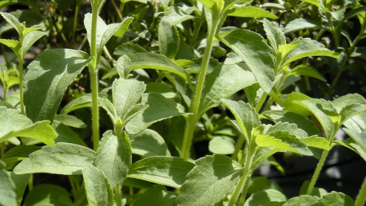 1200px stevia rebaudiana foliage
