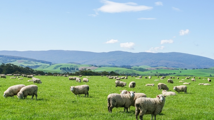 ganaderia ecologica 7 ovejas
