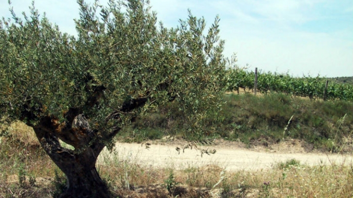 olivo 1