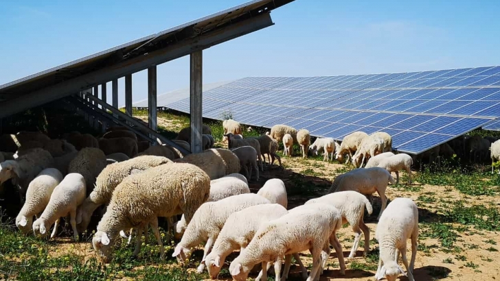 ovejas pastando en planta fotovoltaica de iberdrola