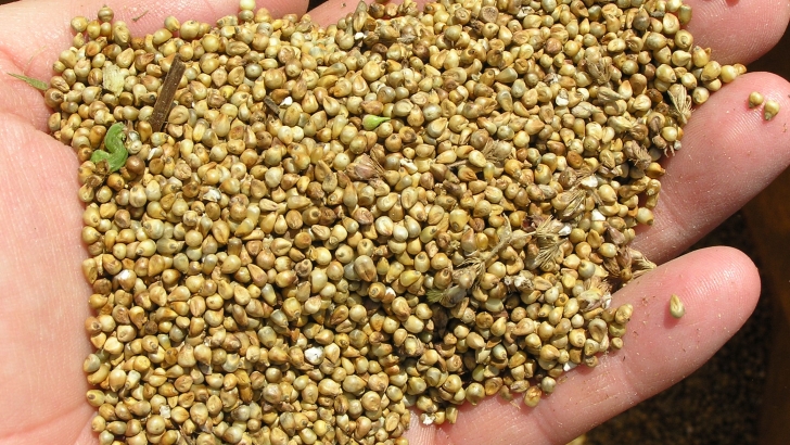 pearl millet after combine harvesting