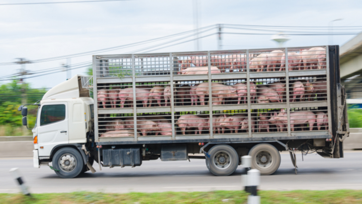 pigs on truck running road