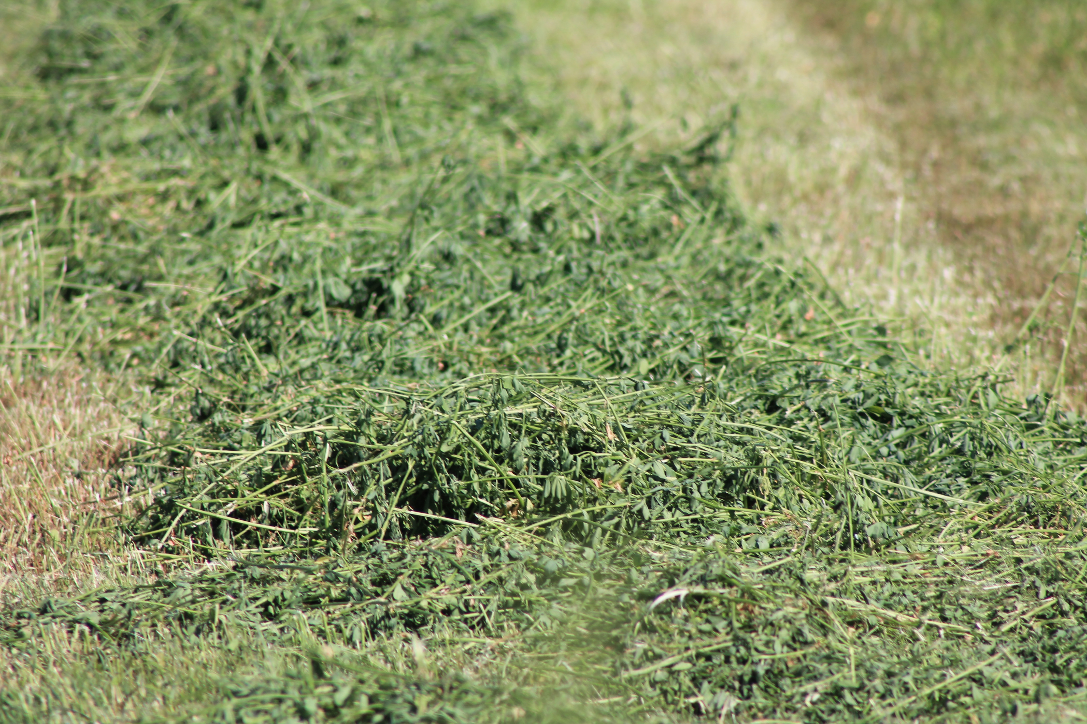 lechazos alfalfa triticale