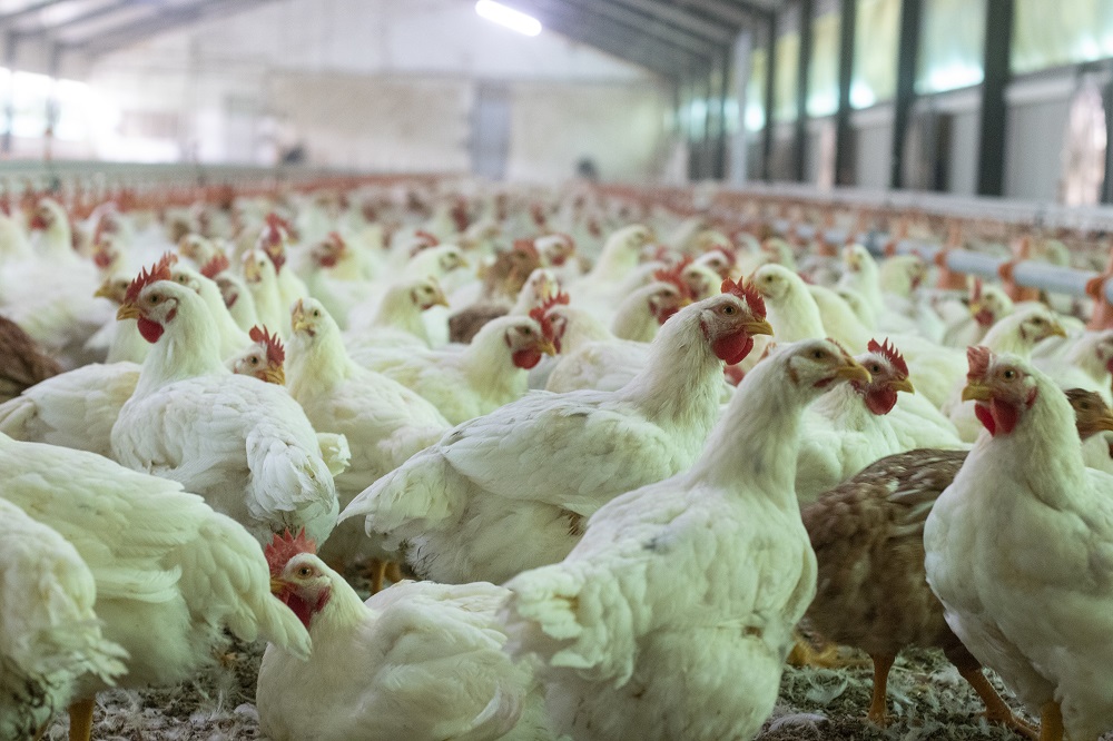 ave, carne, pollo, avícola, gripe aviar, aves lechazos cierre de granjas bienestar animal