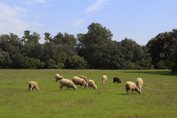 pastos y ovejas