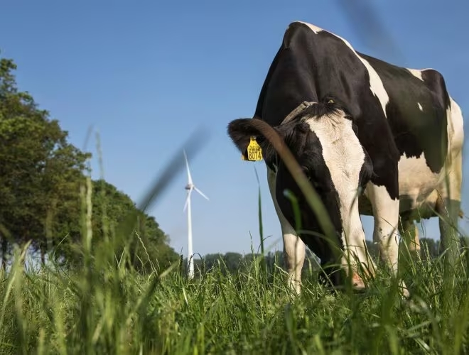 FrieslandCampina Dairy Farm Cow Windmill Meadow Grazing