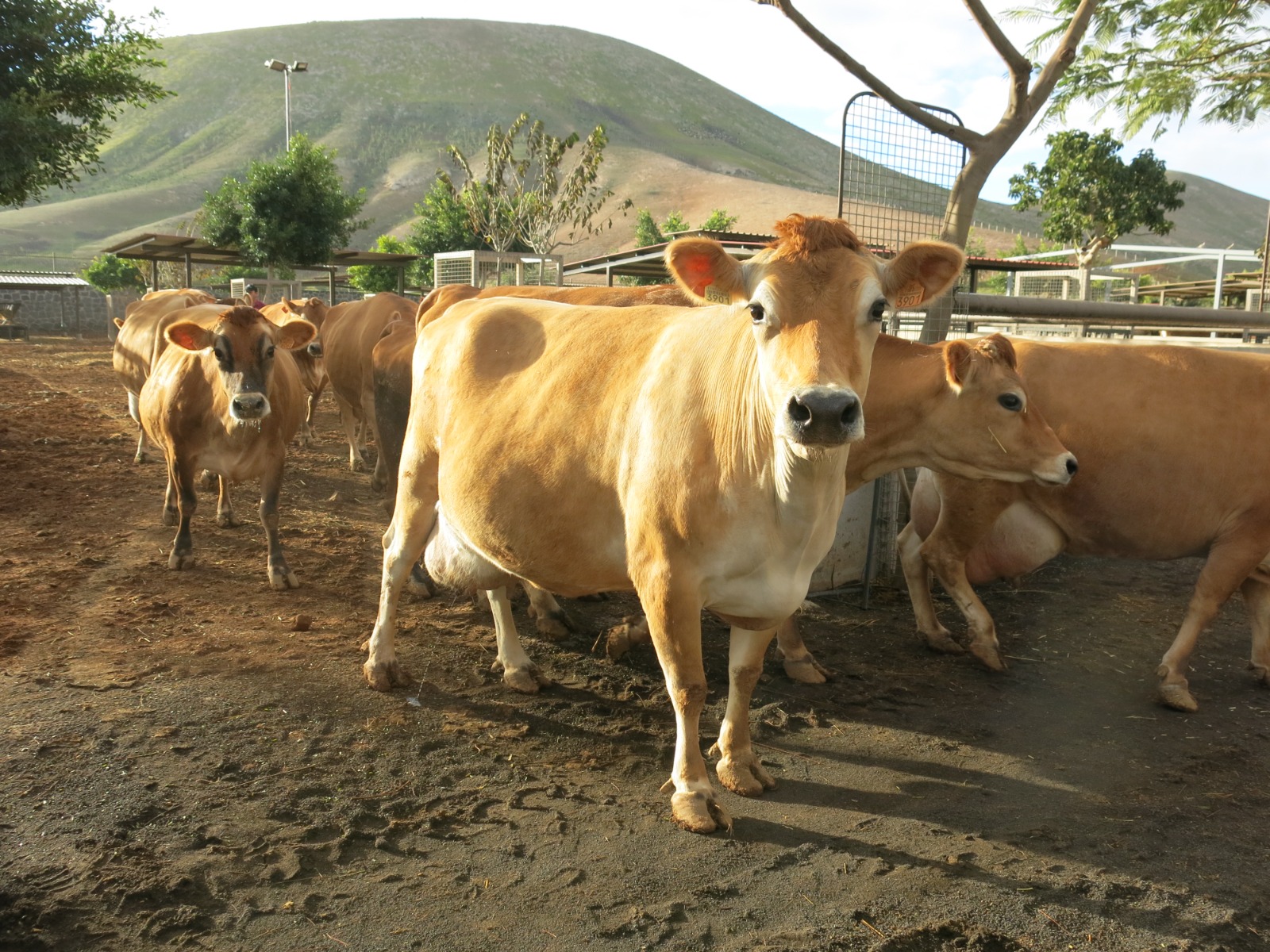 Vaca en explotacion ganadera de Gran Canaria