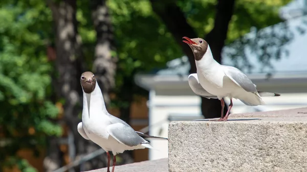 seagulls avian influenza july 2.jpg