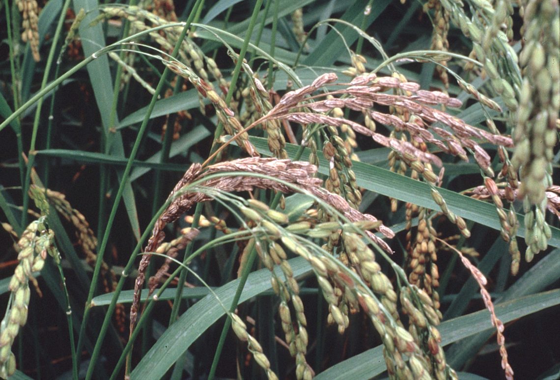 Piricularia en el arroz