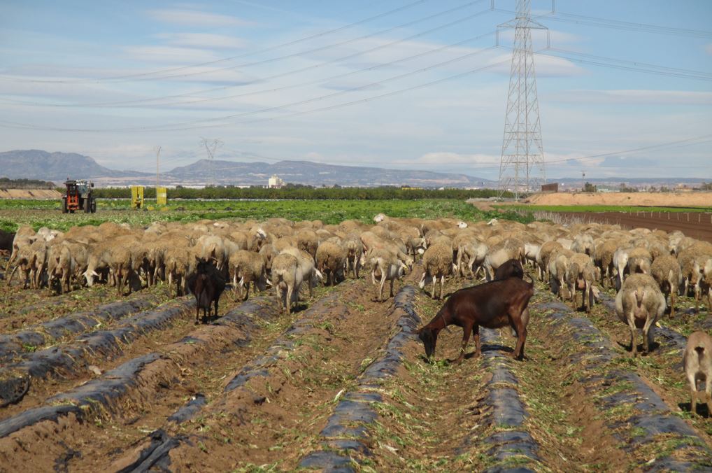 Foto 6 Ovejas y cabras pastando en suelo contaminados por plastico 2 1711899907